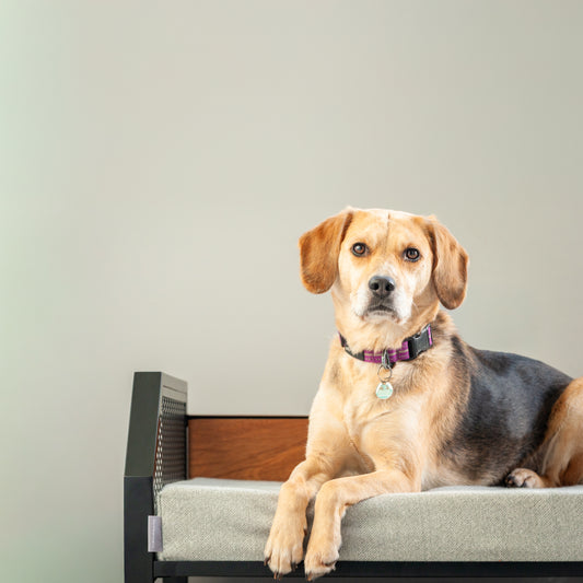 Beagle sat on luxury dog bed. Our luxury dog beds are handmade in England.